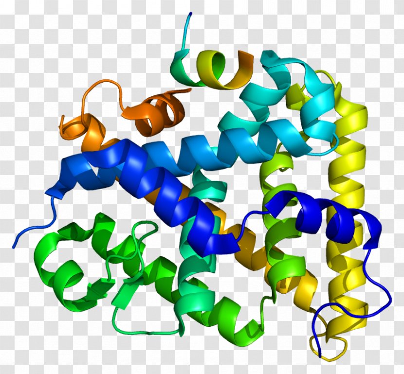 Steroidogenic Factor 1 Acute Regulatory Protein Nuclear Receptor Gene Transparent PNG