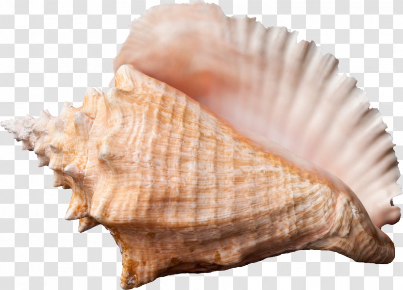 Conch Seashell Desktop Wallpaper Clip Art Transparent PNG