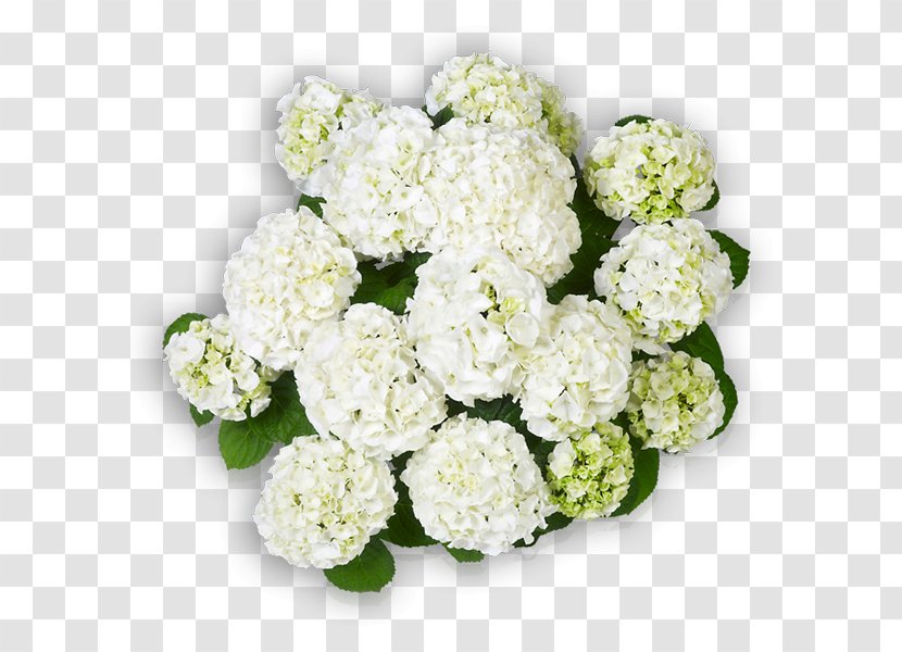 Hydrangea Cut Flowers Wudu Floral Design - Election - Flower Transparent PNG