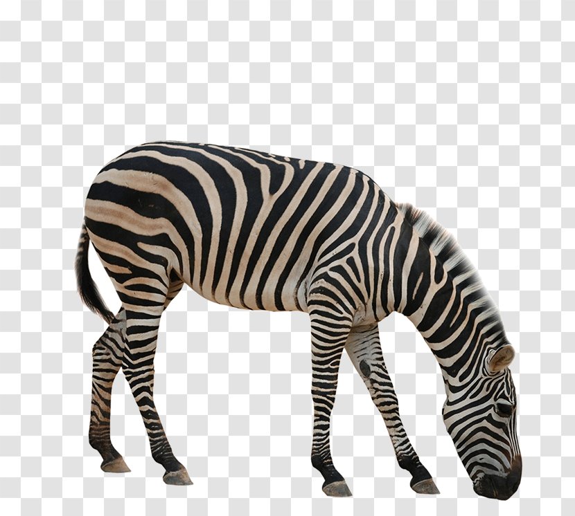 Rhinoceros Giraffe Okapi Zebra Animal Transparent PNG