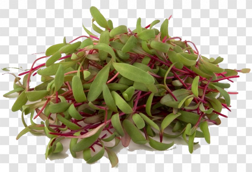 Flower Plant Alfalfa Sprouts Vegetable Food - Perennial Ingredient Transparent PNG