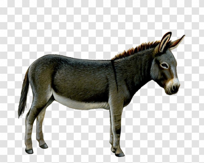 Donkey Drawing Clip Art - Horn Transparent PNG