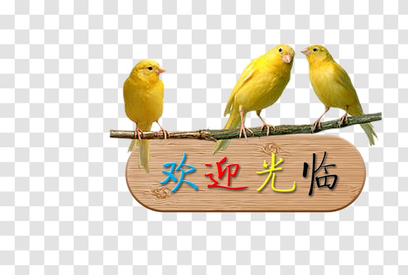 Integrated Marketing Communications Strategy - Fauna - Birds Welcome Card Transparent PNG