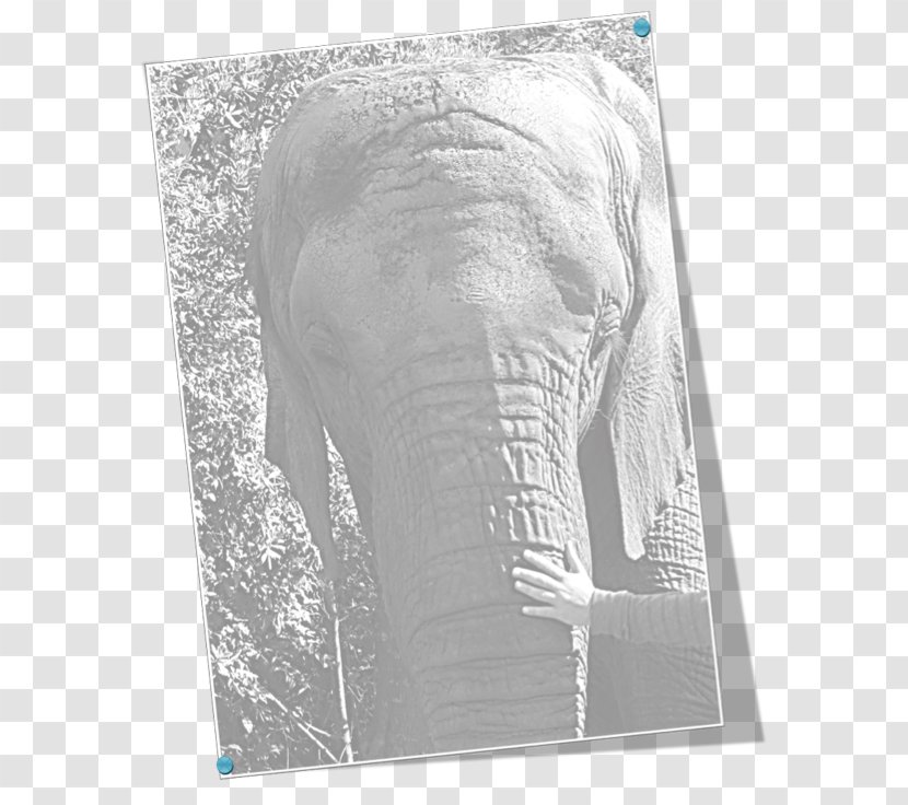 Indian Elephant African Drawing Curtiss C-46 Commando Elephantidae - Leader Transparent PNG