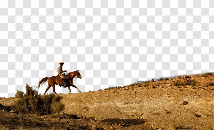 Horse Waggoner Ranch Cowboy Cattle - Soil Transparent PNG