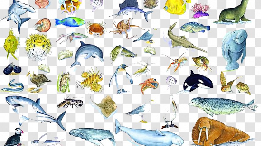 Crab Organism Marine Biology Seabed - Mammal - Animals Transparent PNG