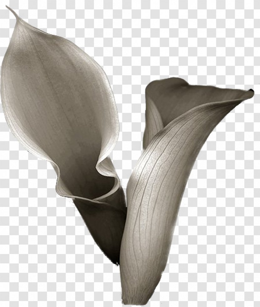 Flower Arum-lily Photography Drawing - Callalily - Handpainted Flowers Transparent PNG