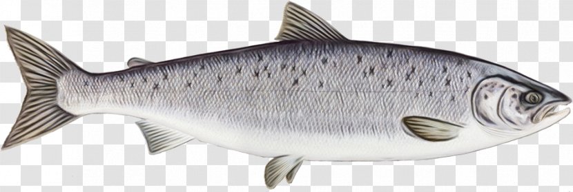 Rainbow Cartoon - Fish - Cyprinidae Sockeye Salmon Transparent PNG