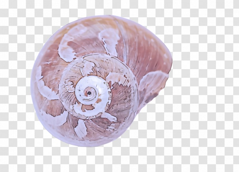 Pink Shell Transparent PNG