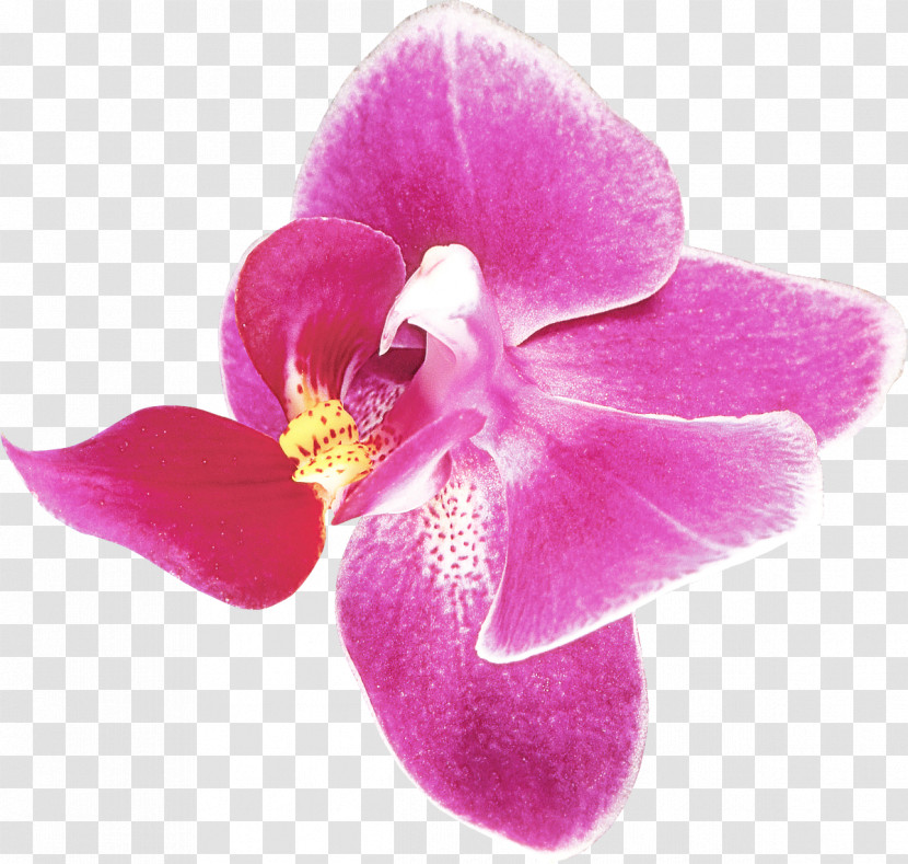 Petal Pink Flower Violet Plant Transparent PNG