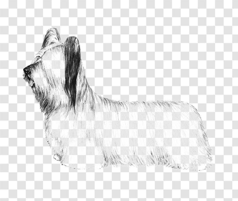 Skye Terrier Glen Australian Silky Cairn Cesky - Vertebrate - Norwich Transparent PNG