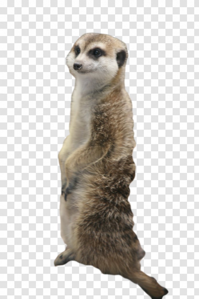 Meerkat Cat Squirrel Mongoose Clip Art - Carnivoran Transparent PNG