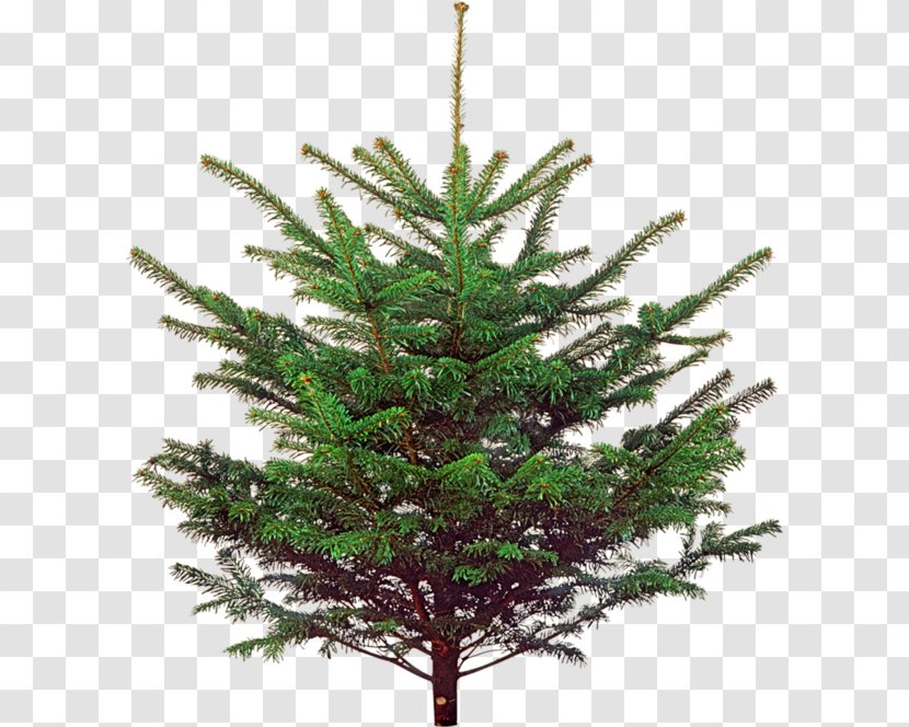 Spruce Christmas Ornament Tree New Year - Decoration Transparent PNG