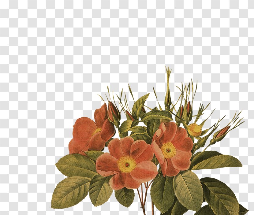 Floral Design Drawing - Flowering Plant - Guirlanda De Flores Transparent PNG