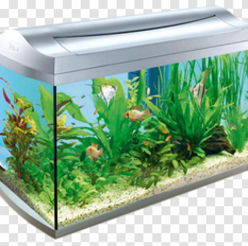 Aquariums Tetra Aquarium Fish Feed Tropical - Tank Transparent PNG