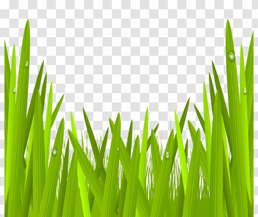 Lawn Clip Art - Field - Coverings Transparent PNG