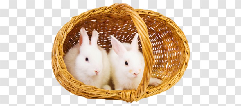 Stock Photography Desktop Wallpaper Basket - Domestic Rabbit Transparent PNG