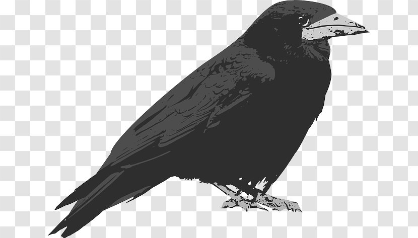 Common Raven The Crow Clip Art - Feather Transparent PNG