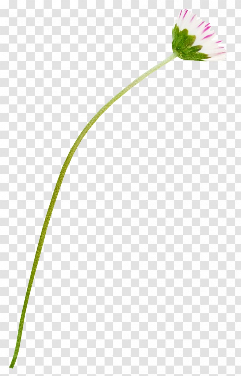 Petal Leaf Grasses Plant Stem Line - Family Transparent PNG