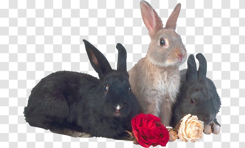 Easter Bunny Rabbit Clip Art - Internet Forum Transparent PNG
