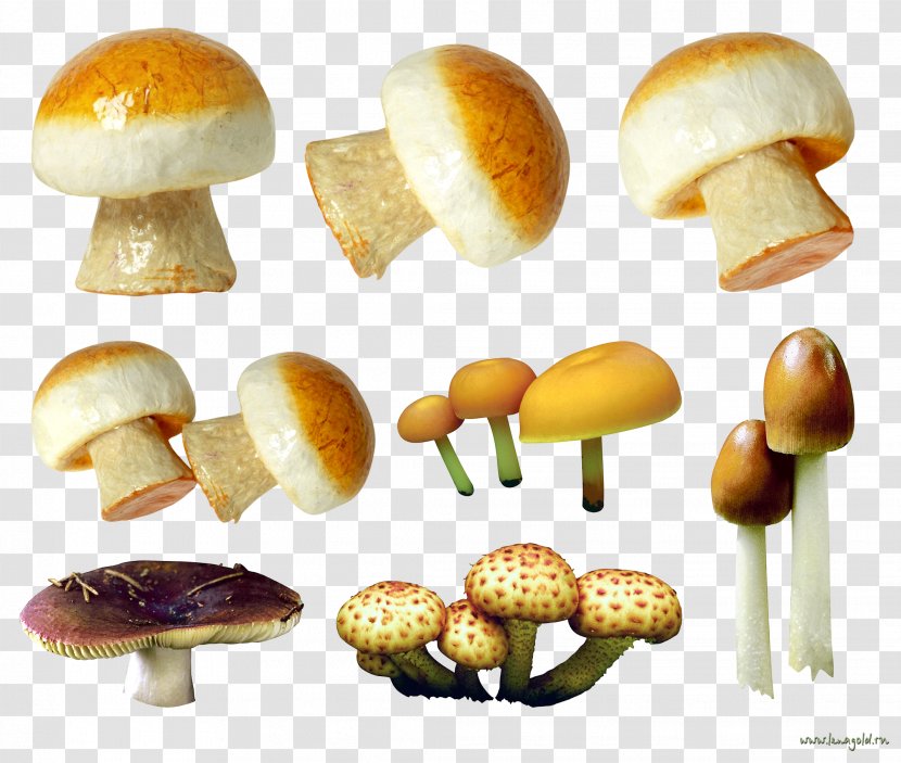 Mushroom Fungus - Ingredient - Image Transparent PNG