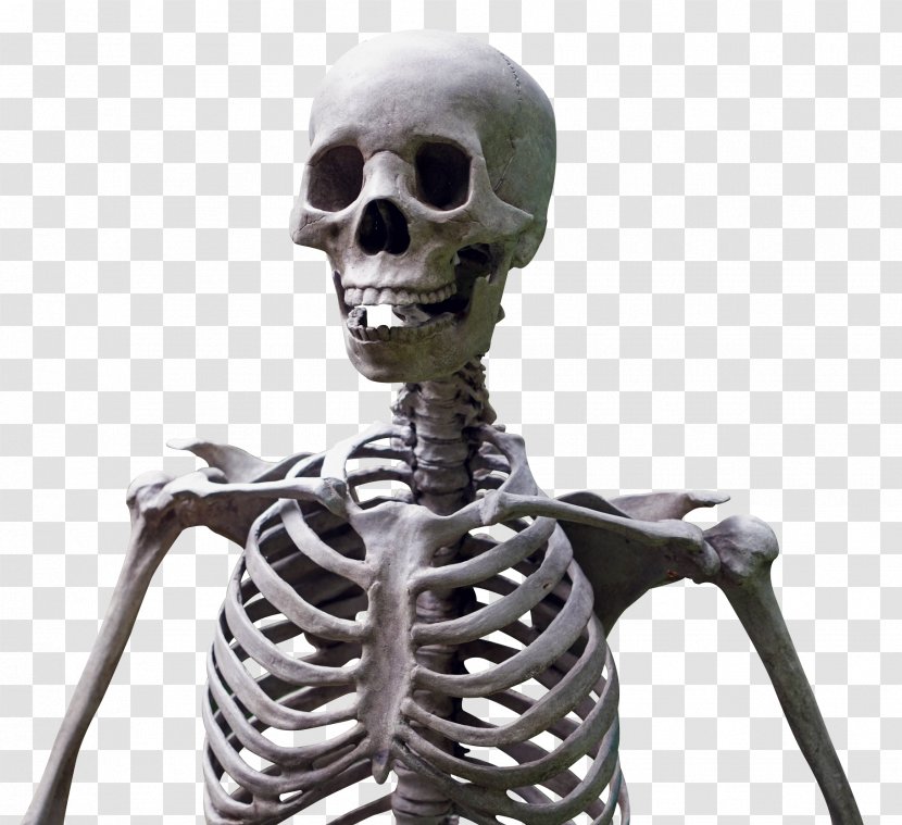 Human Skeleton - Exoskeleton Transparent PNG