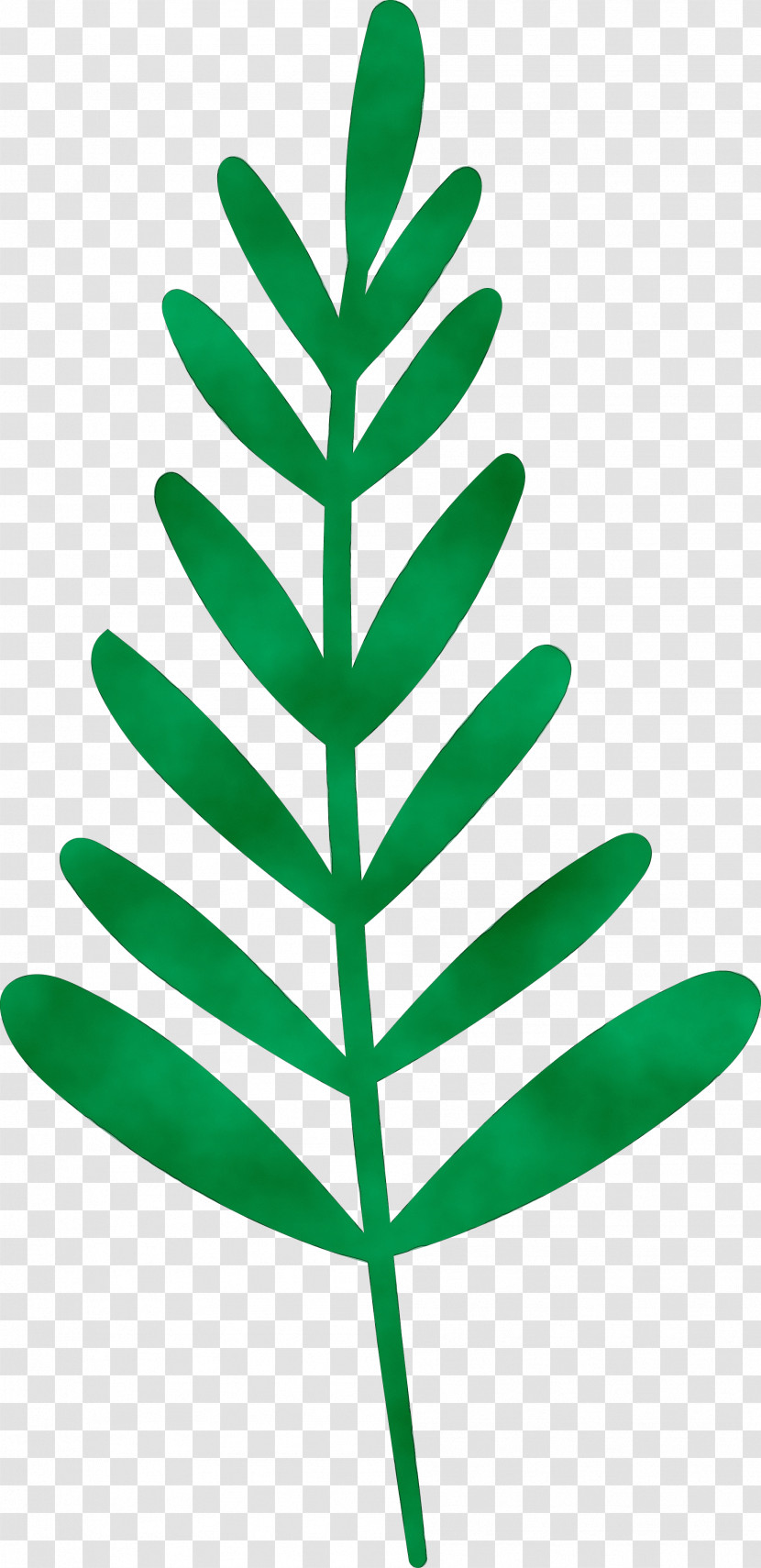 Leaf Plant Stem M-tree Line Lawn Transparent PNG