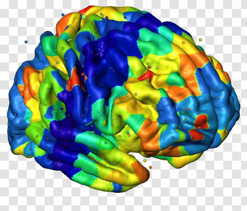 Human Brain Neuroimaging Cerebral Cortex Nervous System Transparent PNG