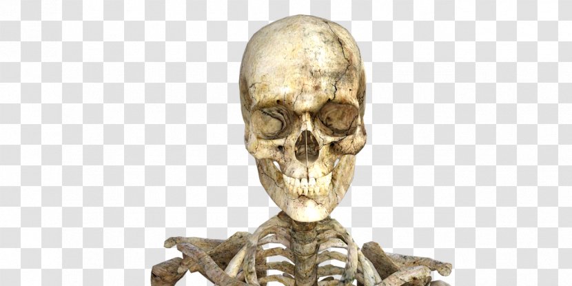 Long-sleeved T-shirt Human Skeleton Skull - Tshirt Transparent PNG