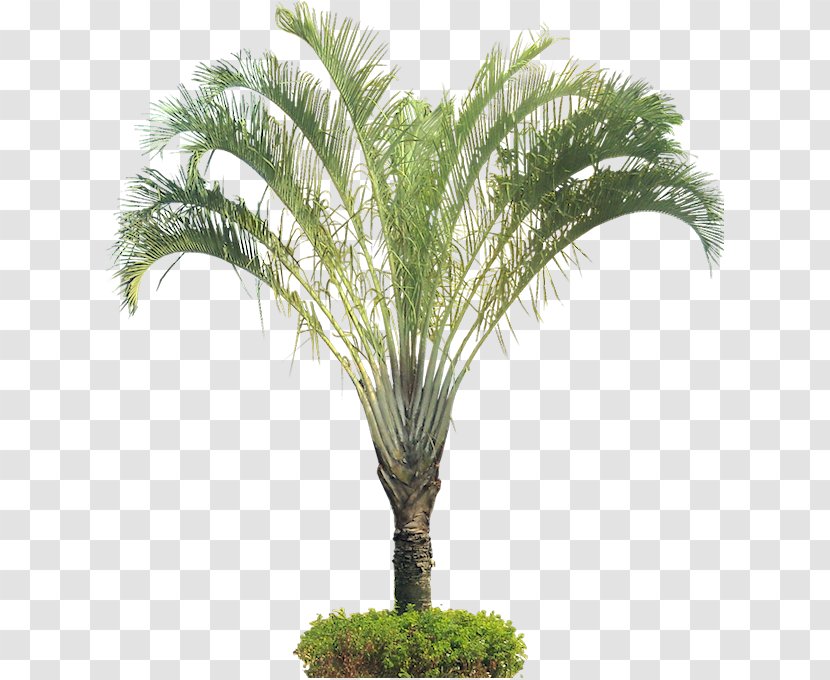 Dypsis Decaryi Arecaceae Ornamental Plant Tree - Shrub - Palm Transparent PNG