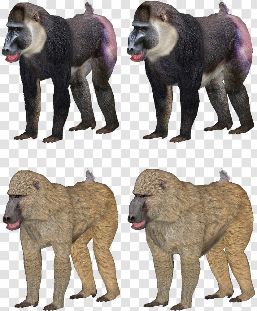 Baboons Mandrill Zoo Tycoon 2 Dog Transparent PNG
