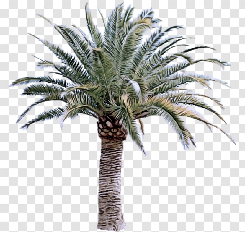 Palm Tree - Woody Plant - Borassus Flabellifer Attalea Speciosa Transparent PNG