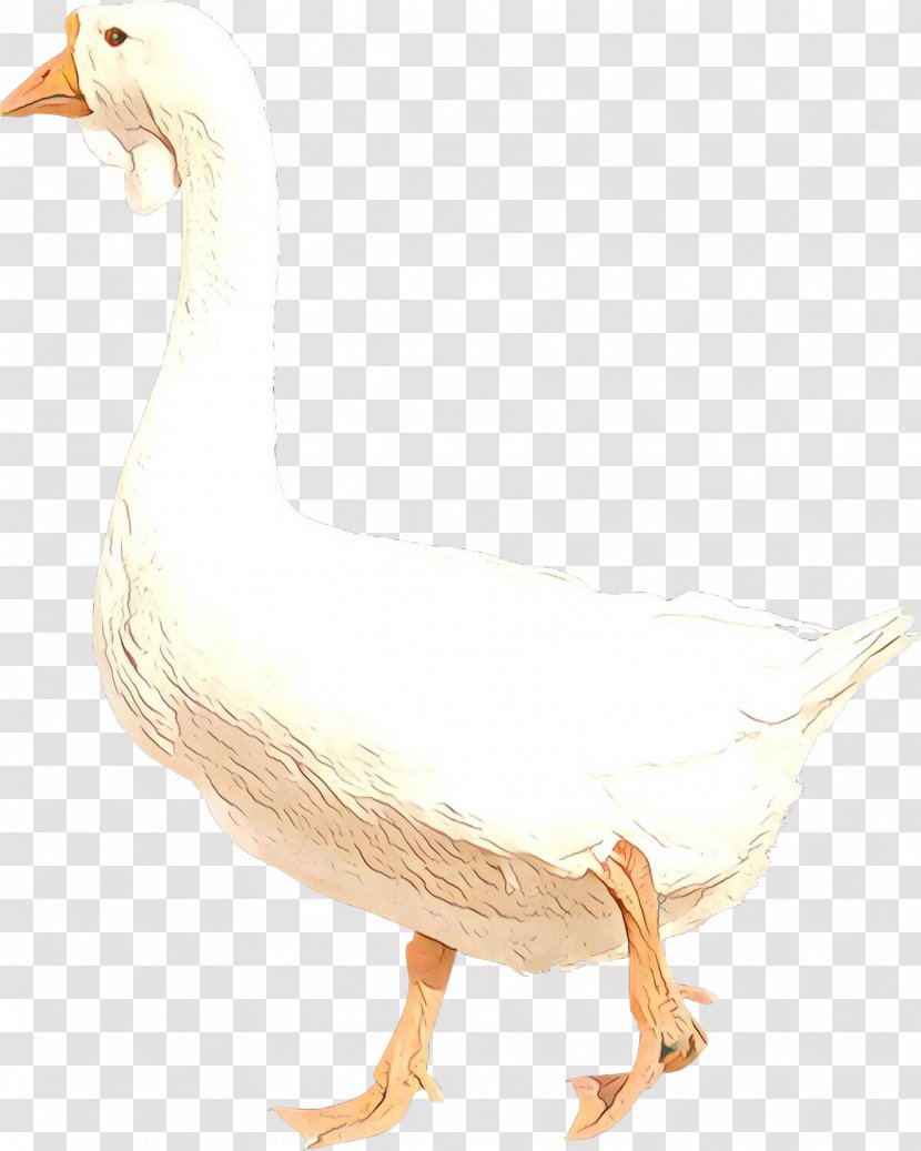 Bird Goose Water Duck Beak - Snow Drawing Transparent PNG