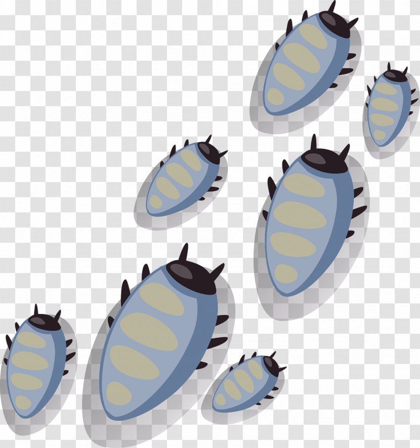 Download - Organism - Insect Transparent PNG