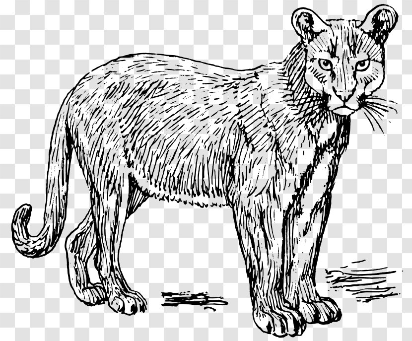 Cougar Panther Puma Clip Art - Cat Like Mammal - Leopard Transparent PNG