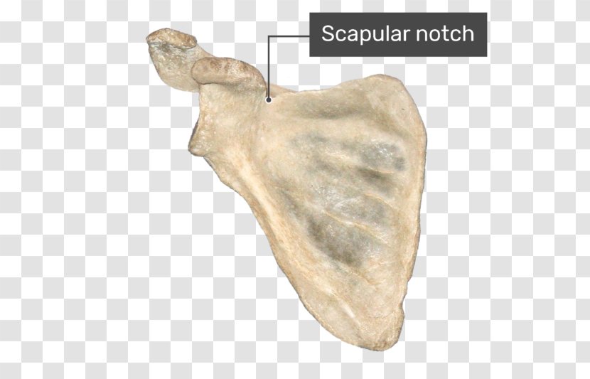 Coracoid Process Suprascapular Notch Infraglenoid Tubercle Anatomy - Frame - Flower Transparent PNG