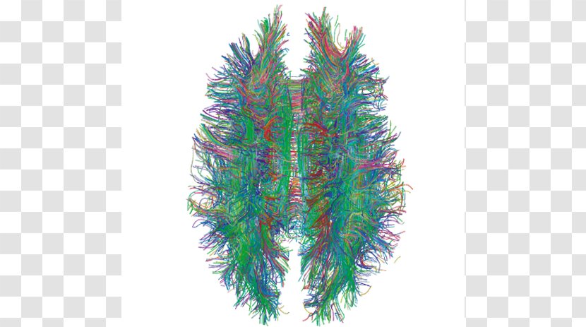 White Matter Brain Human Connectome Project Central Nervous System - A Study Article Transparent PNG