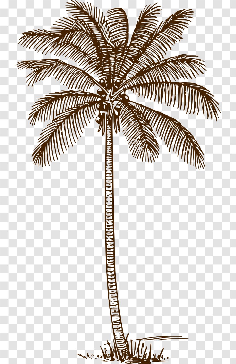 Palm Trees Drawing Clip Art Line Coconut - Tree Transparent PNG