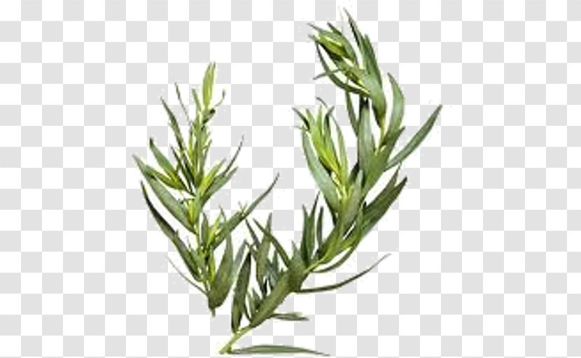 Basil Leaf - Rosemary - Elymus Repens Transparent PNG