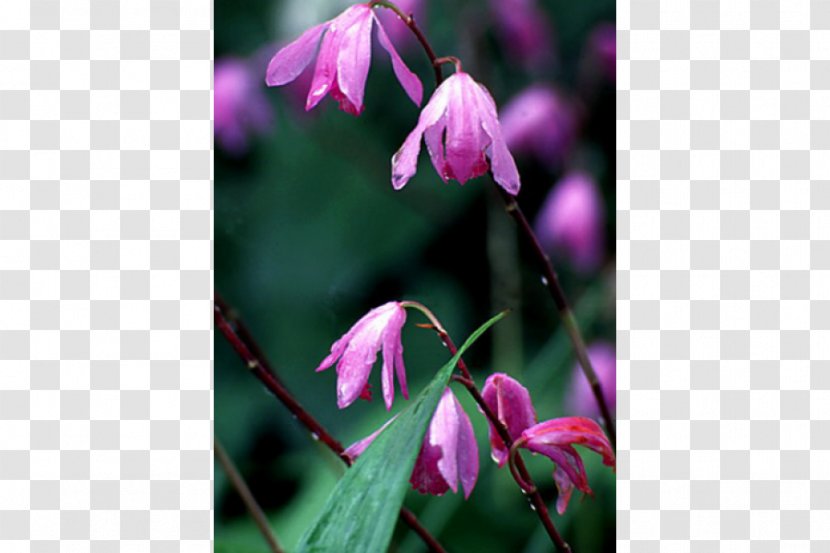 Annual Plant Spring Herbaceous Purple Flowering - Acer Palmatum Thunb Transparent PNG