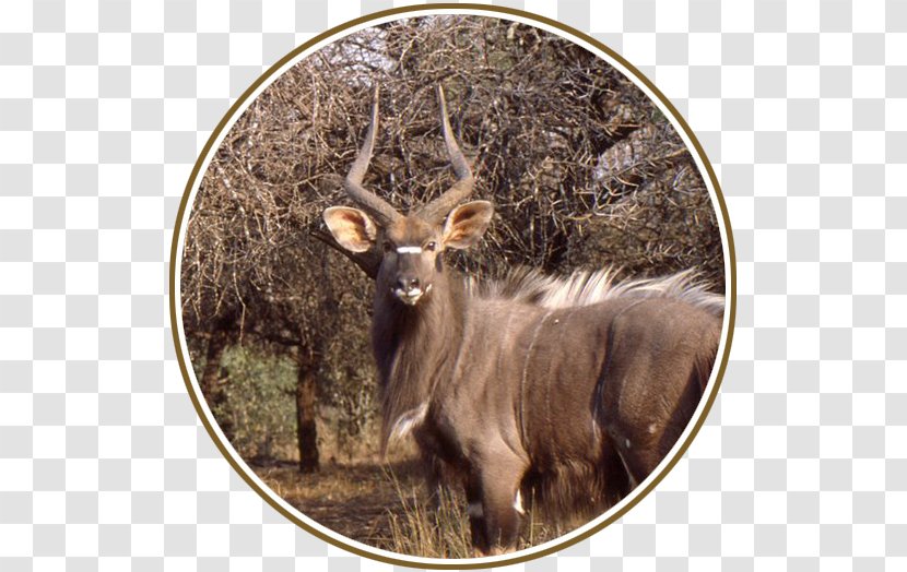 Elk White-tailed Deer Waterbuck Fauna - Kudu Transparent PNG