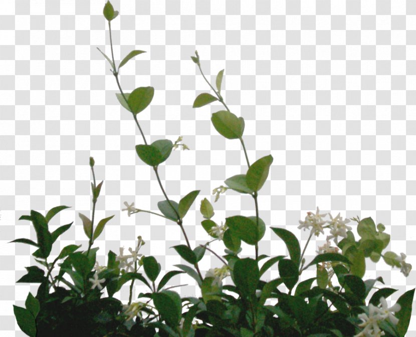 Computer Software Clip Art - Flowering Plant - Foliage Transparent PNG