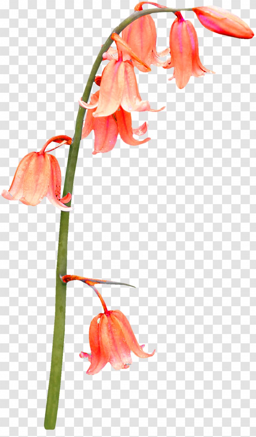 Bellflowers Salvia Splendens Plant Clip Art - Flower Bunch Transparent PNG