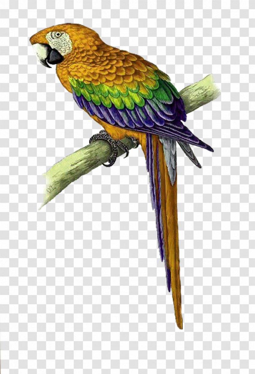 Parrot Bird Cross-stitch Macaw Pattern - Yellow Simple Decorative Transparent PNG