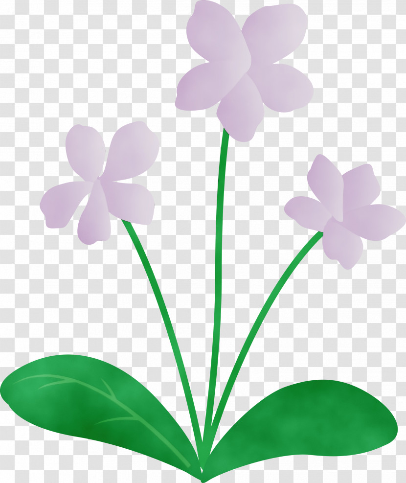 Plant Stem Flower Leaf Moth Orchids Petal Transparent PNG