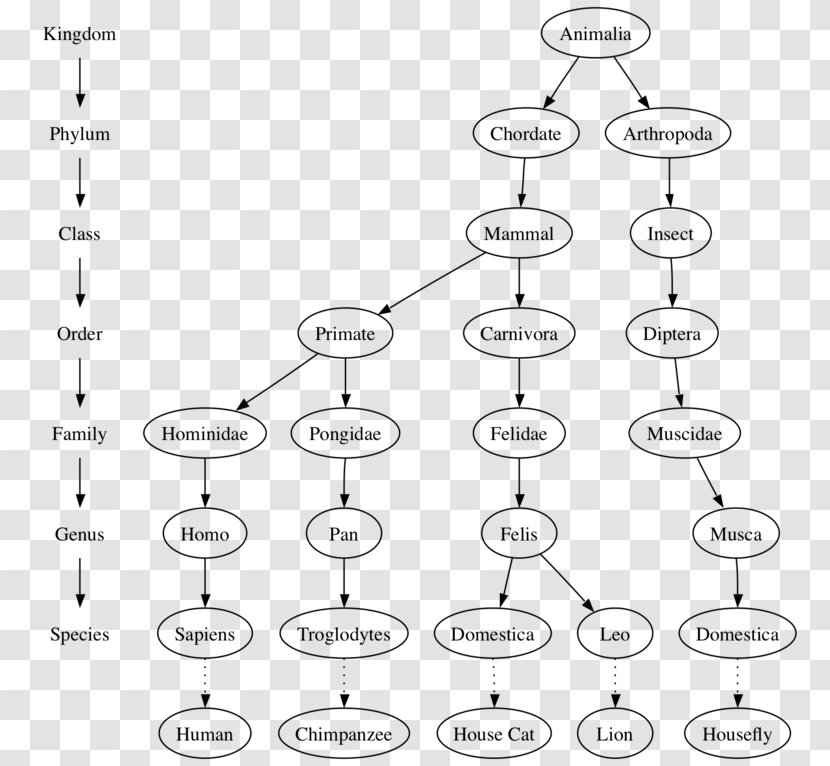 Tree Data Structure Algorithm Computer Science - Soft Matter Transparent PNG