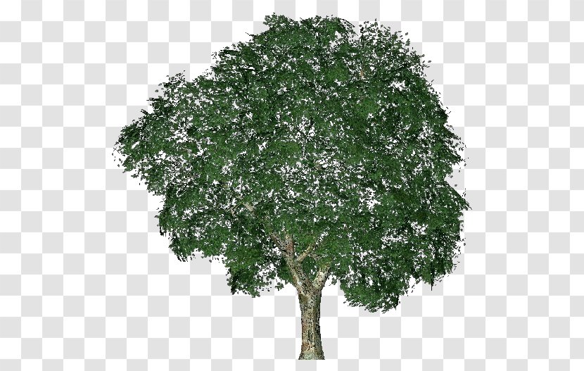 Ulmus Minor Tree Computer Software Project Shrub - Plane Family Transparent PNG