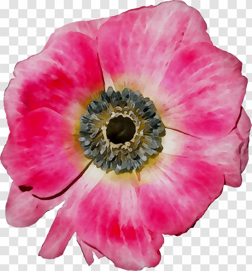 Anemone Annual Plant Herbaceous Magenta The Poppy Family - Plants Transparent PNG