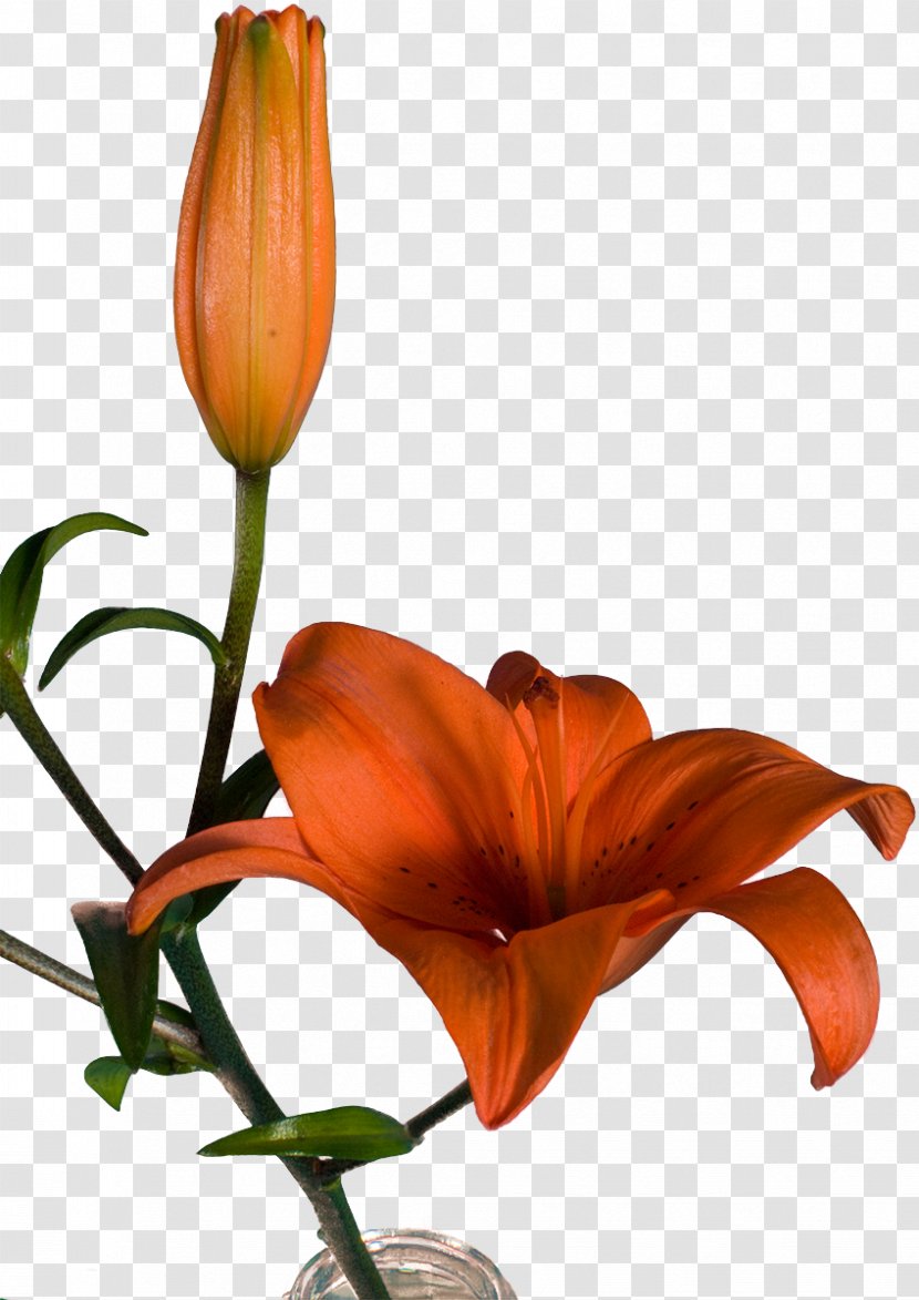 Clip Art Cut Flowers Graphic Design - Orange Lily - Bercak Filigree Transparent PNG