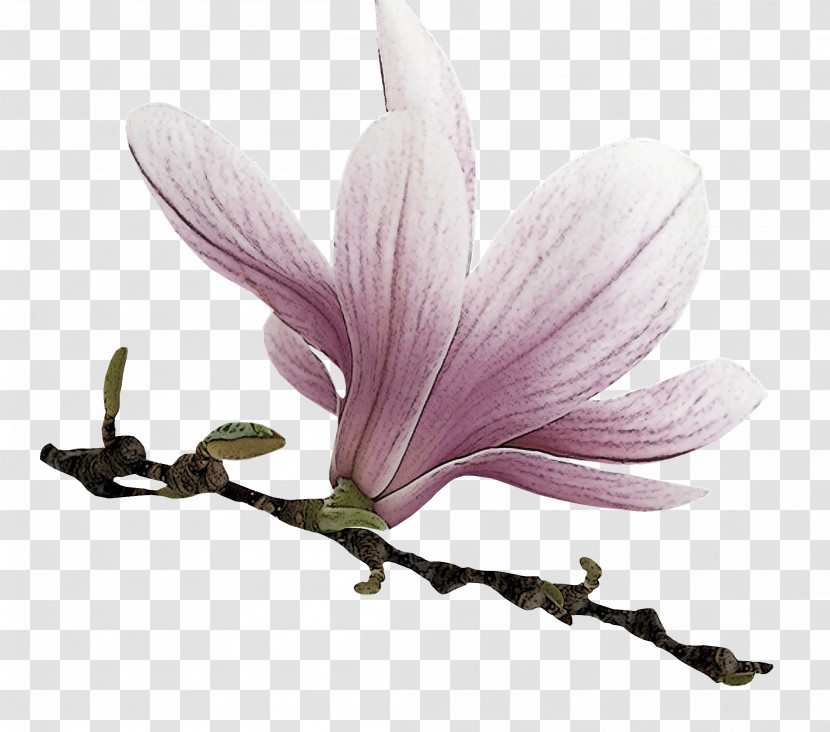 Flower Petal Plant Magnolia Family Magnolia Transparent PNG